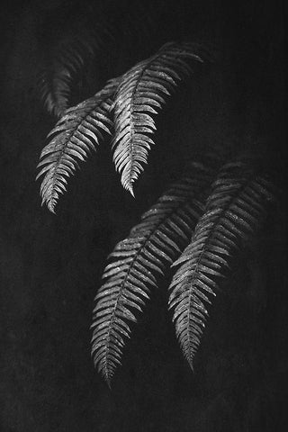 Black and White Forest Ferns II Black Ornate Wood Framed Art Print with Double Matting by Nature Magick