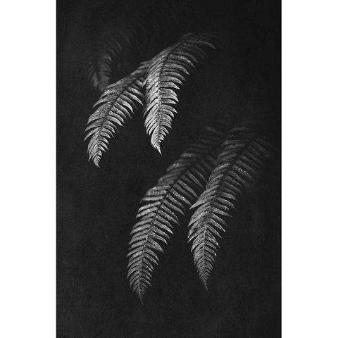 Black and White Forest Ferns II Black Modern Wood Framed Art Print by Nature Magick