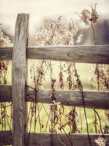 Sunrise Fence I White Modern Wood Framed Art Print with Double Matting by Goodkind, Kristi