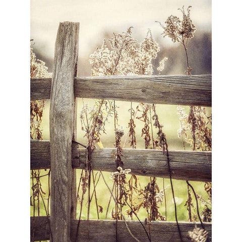 Sunrise Fence I Gold Ornate Wood Framed Art Print with Double Matting by Goodkind, Kristi