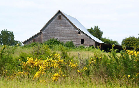 Summer Barn  White Modern Wood Framed Art Print with Double Matting by Wilson, Gerry