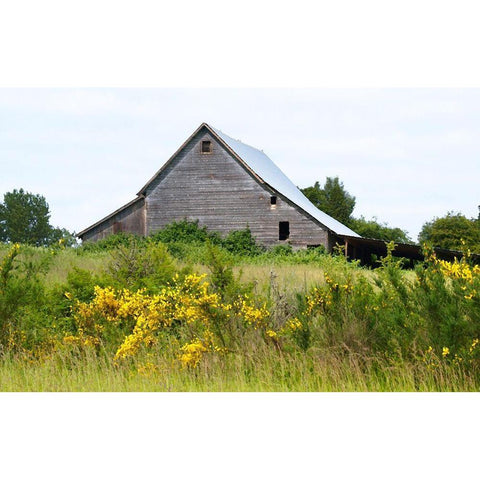Summer Barn  Black Modern Wood Framed Art Print by Wilson, Gerry