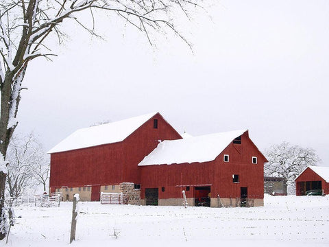 Red Winter Barn  Black Ornate Wood Framed Art Print with Double Matting by Wilson, Gerry