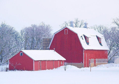 Winter Red Barn  White Modern Wood Framed Art Print with Double Matting by Wilson, Gerry