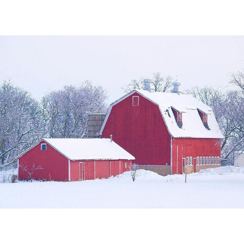 Winter Red Barn  Black Modern Wood Framed Art Print by Wilson, Gerry