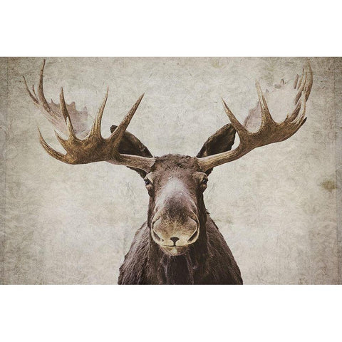 Moose White Modern Wood Framed Art Print by Cook, Natasia