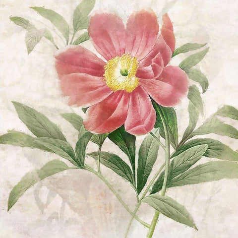 Ruby Floral II White Modern Wood Framed Art Print with Double Matting by Hunziker, Steve