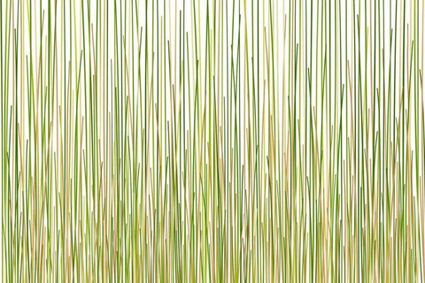 Grass Curtain Black Ornate Wood Framed Art Print with Double Matting by Terra Jungle