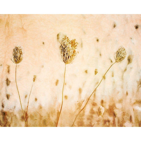 Lace in Autumn  White Modern Wood Framed Art Print by Halli, Hal