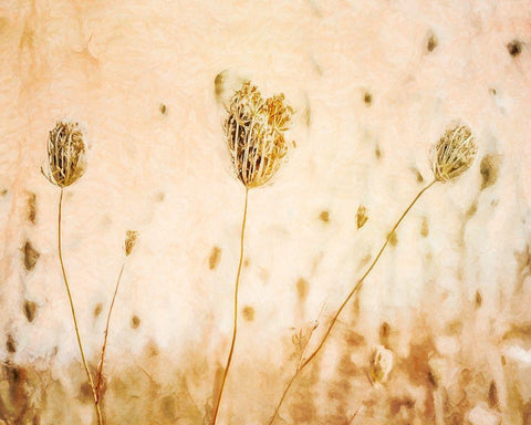 Lace in Autumn  White Modern Wood Framed Art Print with Double Matting by Halli, Hal