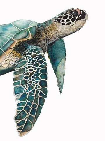 Great Sea TurtleÂ  Black Ornate Wood Framed Art Print with Double Matting by Hatfield, Jodi