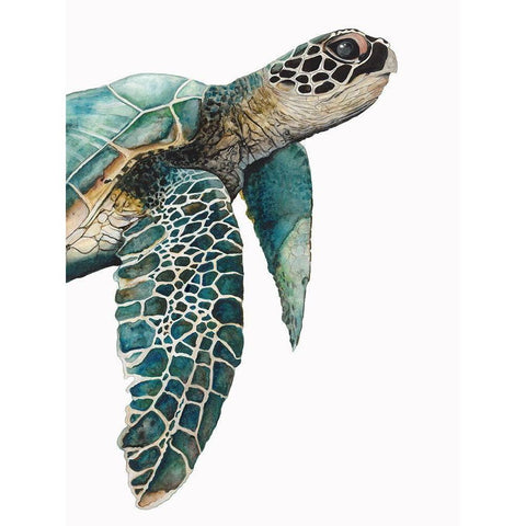 Great Sea TurtleÂ  Black Modern Wood Framed Art Print with Double Matting by Hatfield, Jodi