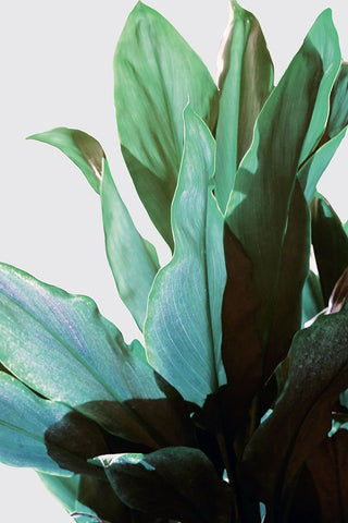 Green Leaves I White Modern Wood Framed Art Print with Double Matting by Bainbridge, Hope