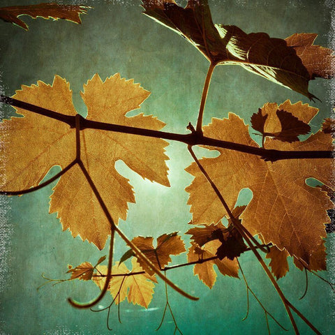 Divine III Black Modern Wood Framed Art Print with Double Matting by Harston-Weddle, Ryan