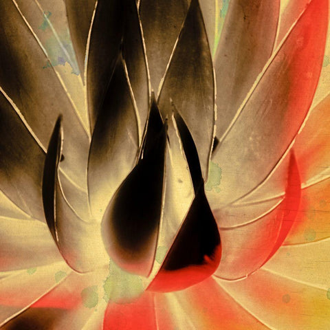 Aloe in the Sun III White Modern Wood Framed Art Print with Double Matting by Hartson-Weddle, Ryan