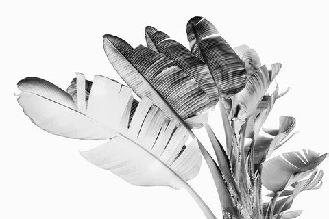Tropical Velvet I - BW  White Modern Wood Framed Art Print with Double Matting by Hartson- Weddle, Ryan