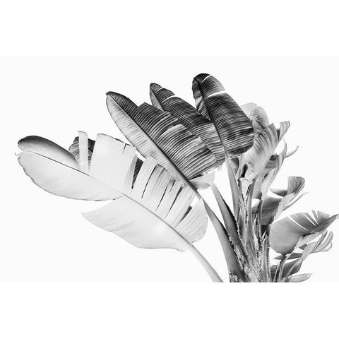 Tropical Velvet I - BW  Black Modern Wood Framed Art Print by Hartson- Weddle, Ryan