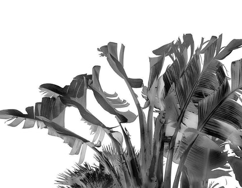Tropical Velvet II - BW  Black Ornate Wood Framed Art Print with Double Matting by Hartson- Weddle, Ryan