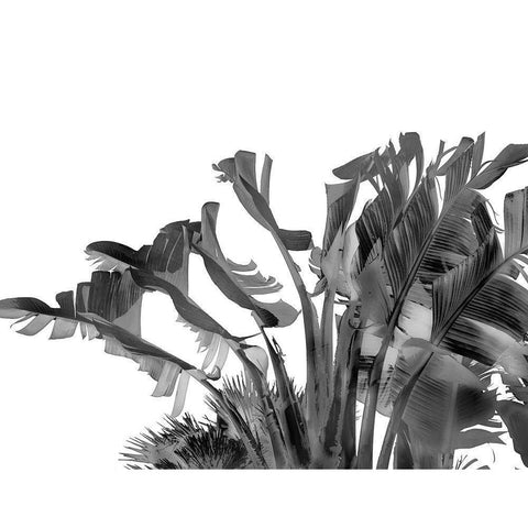 Tropical Velvet II - BW  Black Modern Wood Framed Art Print with Double Matting by Hartson- Weddle, Ryan