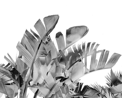 Tropical Velvet III - B-W  White Modern Wood Framed Art Print with Double Matting by Harston-Weddle, Ryan