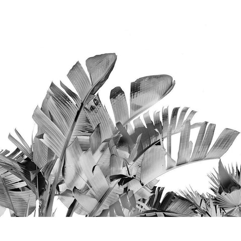 Tropical Velvet III - B-W  Black Modern Wood Framed Art Print by Harston-Weddle, Ryan