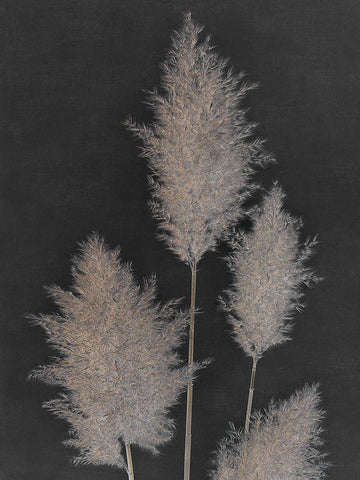 Midnight Pampas Grass I  Black Ornate Wood Framed Art Print with Double Matting by Singh, Dan