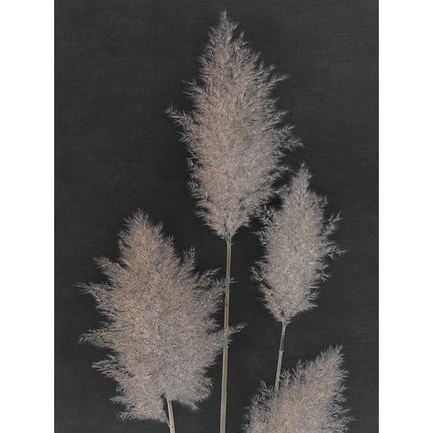 Midnight Pampas Grass I  Black Modern Wood Framed Art Print by Singh, Dan