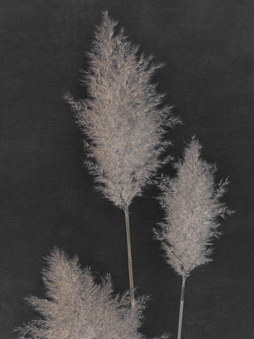 Midnight Pampas Grass II  Black Ornate Wood Framed Art Print with Double Matting by Singh, Dan