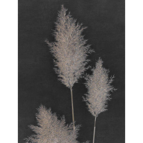 Midnight Pampas Grass II  Black Modern Wood Framed Art Print by Singh, Dan