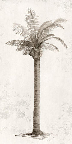 Vintage Palm Tree I  White Modern Wood Framed Art Print with Double Matting by Ian C