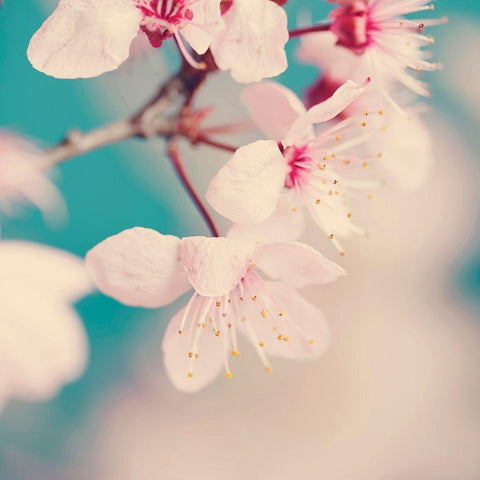 Spring blossoms White Modern Wood Framed Art Print with Double Matting by Beddoes, Ingrid
