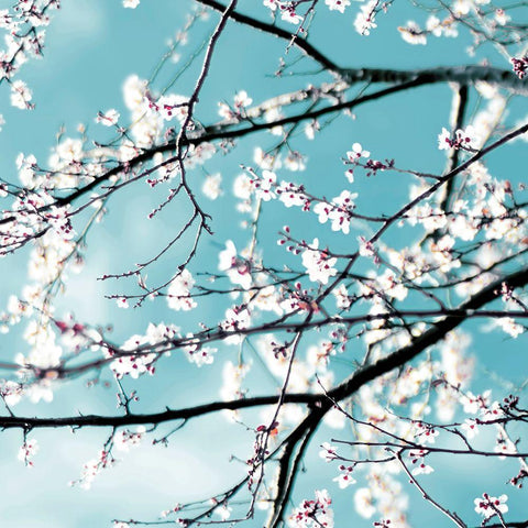 Spring blossoms blue White Modern Wood Framed Art Print by Beddoes, Ingrid