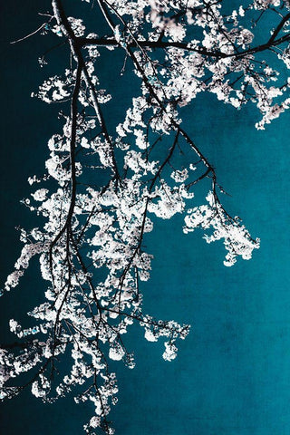 White Blossoms White Modern Wood Framed Art Print with Double Matting by Beddoes, Ingrid