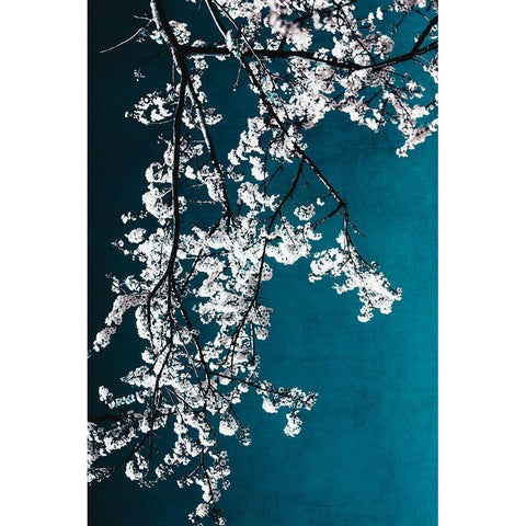 White Blossoms Black Modern Wood Framed Art Print by Beddoes, Ingrid