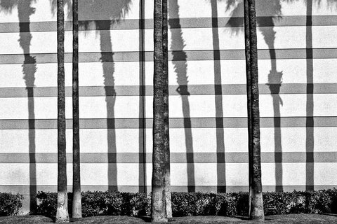 Palms II White Modern Wood Framed Art Print with Double Matting by Berman, Jeffrey