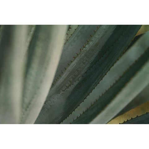 Agave Tequiliana White Modern Wood Framed Art Print by Valner, Jessica