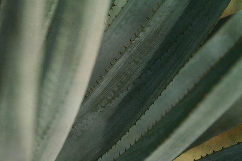 Agave Tequiliana Black Ornate Wood Framed Art Print with Double Matting by Valner, Jessica