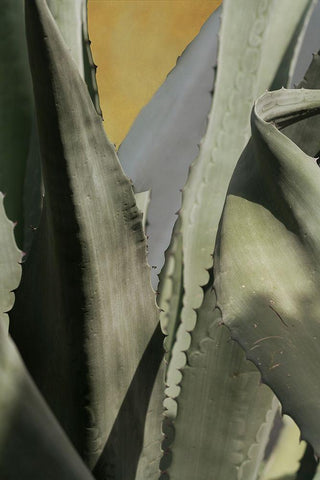 Agave Deserti I White Modern Wood Framed Art Print with Double Matting by Valner, Jessica