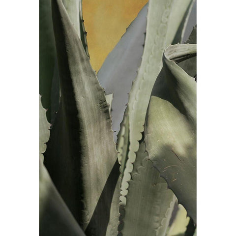 Agave Deserti I Black Modern Wood Framed Art Print by Valner, Jessica