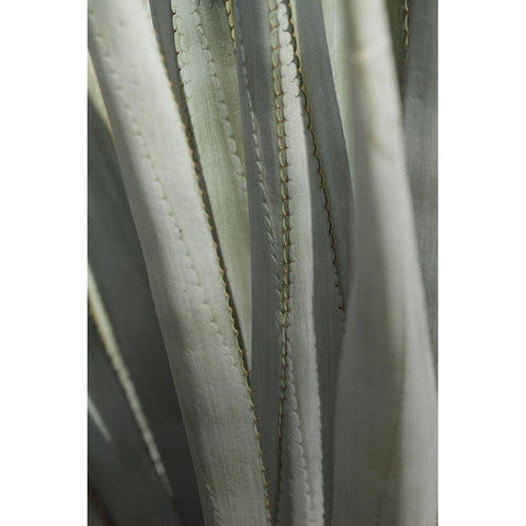 Agave Deserti II Gold Ornate Wood Framed Art Print with Double Matting by Valner, Jessica