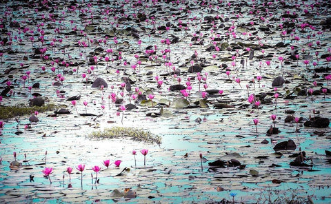 Flowers in the Creek White Modern Wood Framed Art Print with Double Matting by Valner, Jessica
