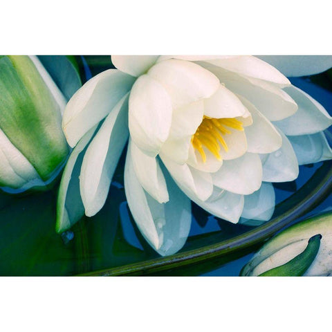 Calico Black Modern Wood Framed Art Print by Stalus, Judy