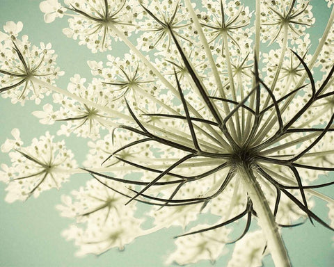 Sky Lace White Modern Wood Framed Art Print with Double Matting by Stalus, Judy
