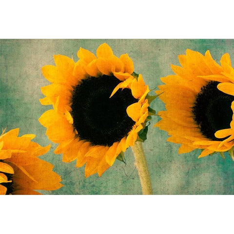 Sunflowers II Black Modern Wood Framed Art Print with Double Matting by Stalus, Judy