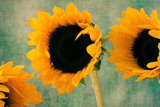 Image Only