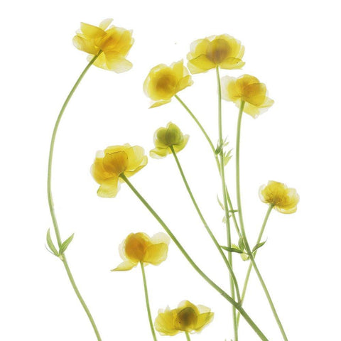 Buttercup Black Ornate Wood Framed Art Print with Double Matting by Stalus, Judy