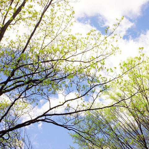 Spring Sky II Black Modern Wood Framed Art Print with Double Matting by Stalus, Judy