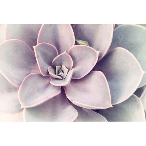 Purple Succulent  Black Modern Wood Framed Art Print with Double Matting by Stalus, Judy