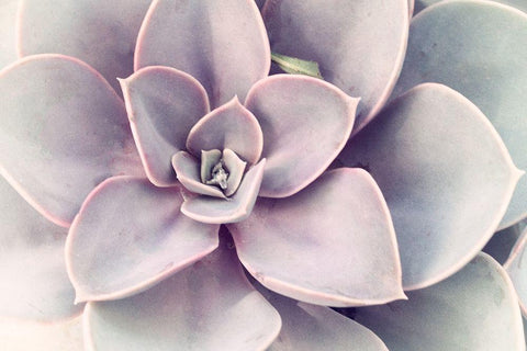 Purple Succulent  Black Ornate Wood Framed Art Print with Double Matting by Stalus, Judy