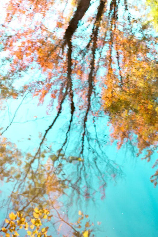 Image Only